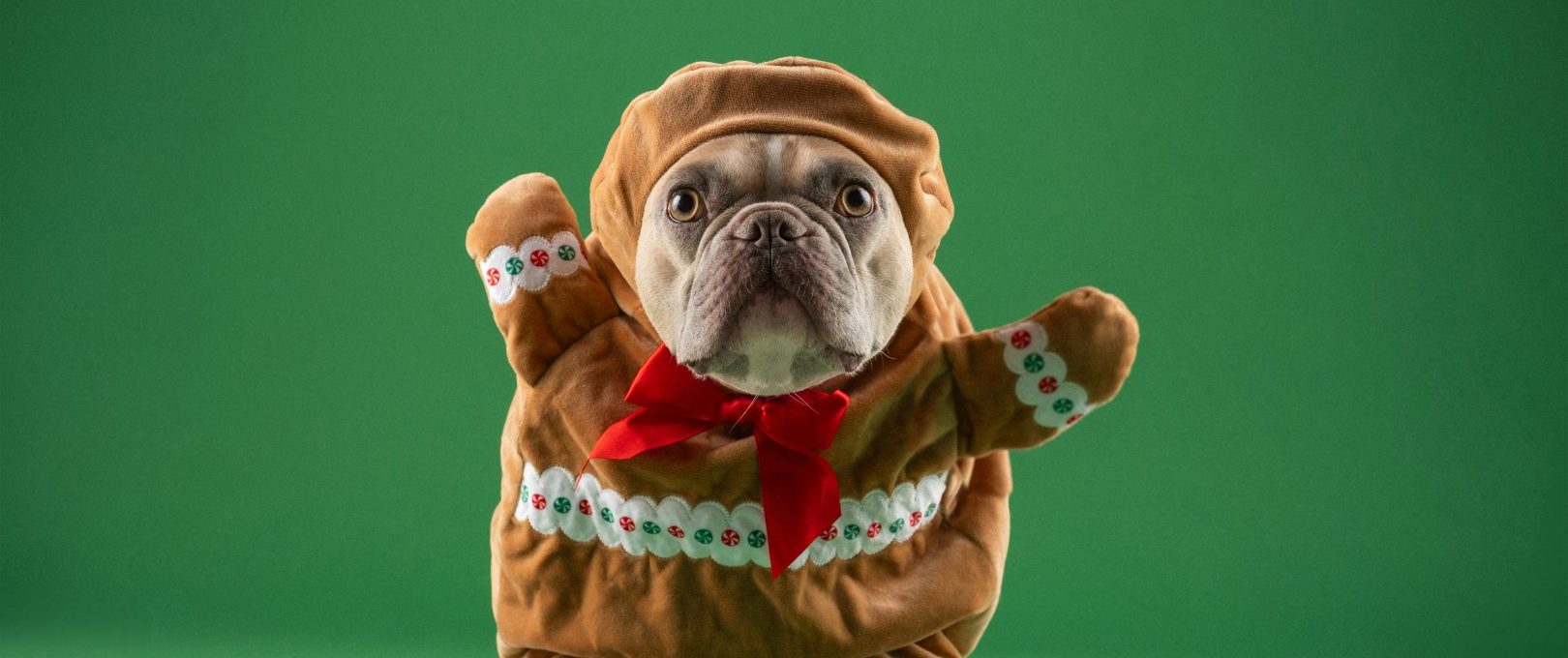 a dog dressed up as a gingerbread man at The Jerome