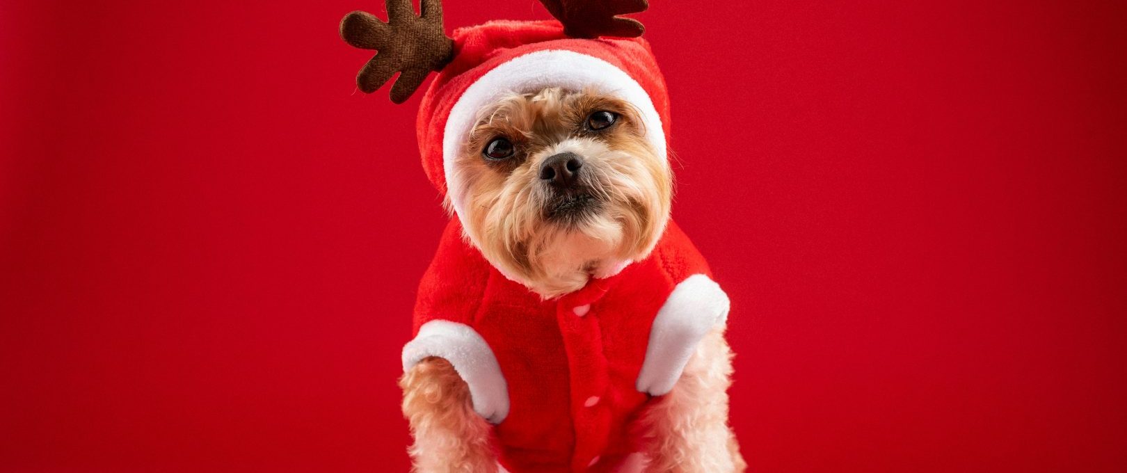 a small dog dressed in a reindeer outfit at The Jerome